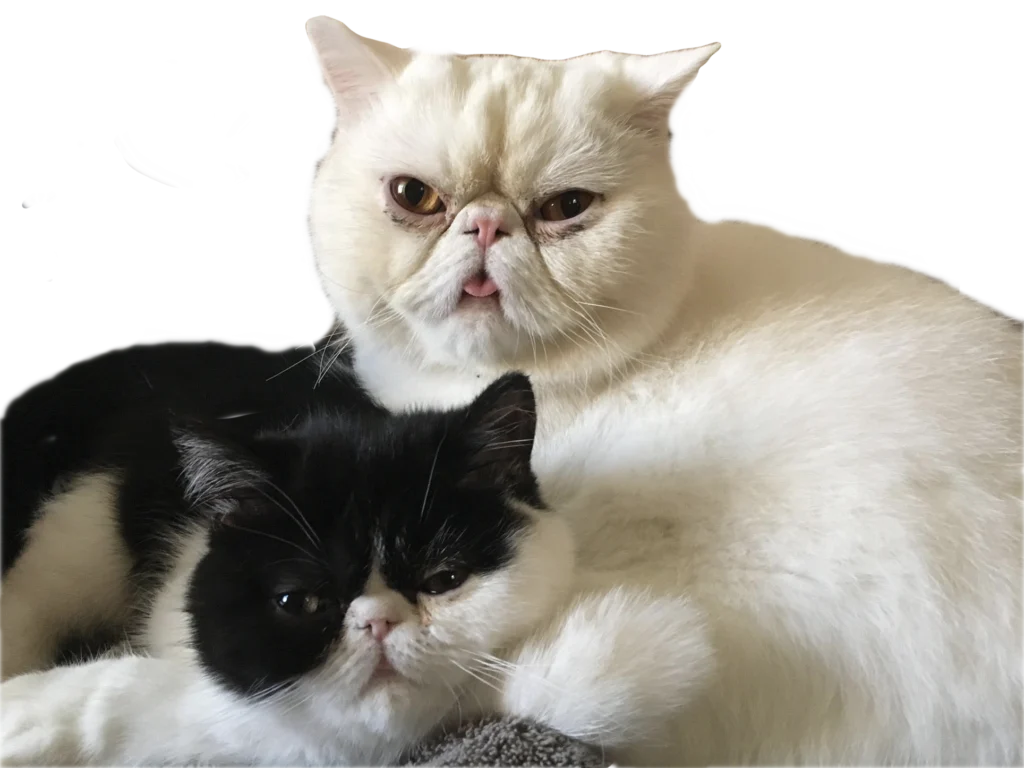 Dr. Bugatti's kitties: Spanky & Penelope